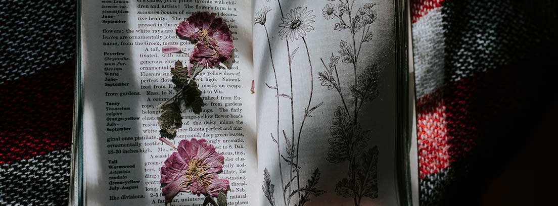 Mano sujeta un libro abierto con planas y flores secas entre sus páginas