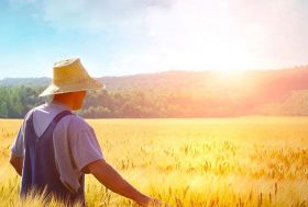 Hombre trabajando en el campo