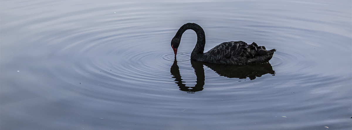 Cisne negro en un estanque.